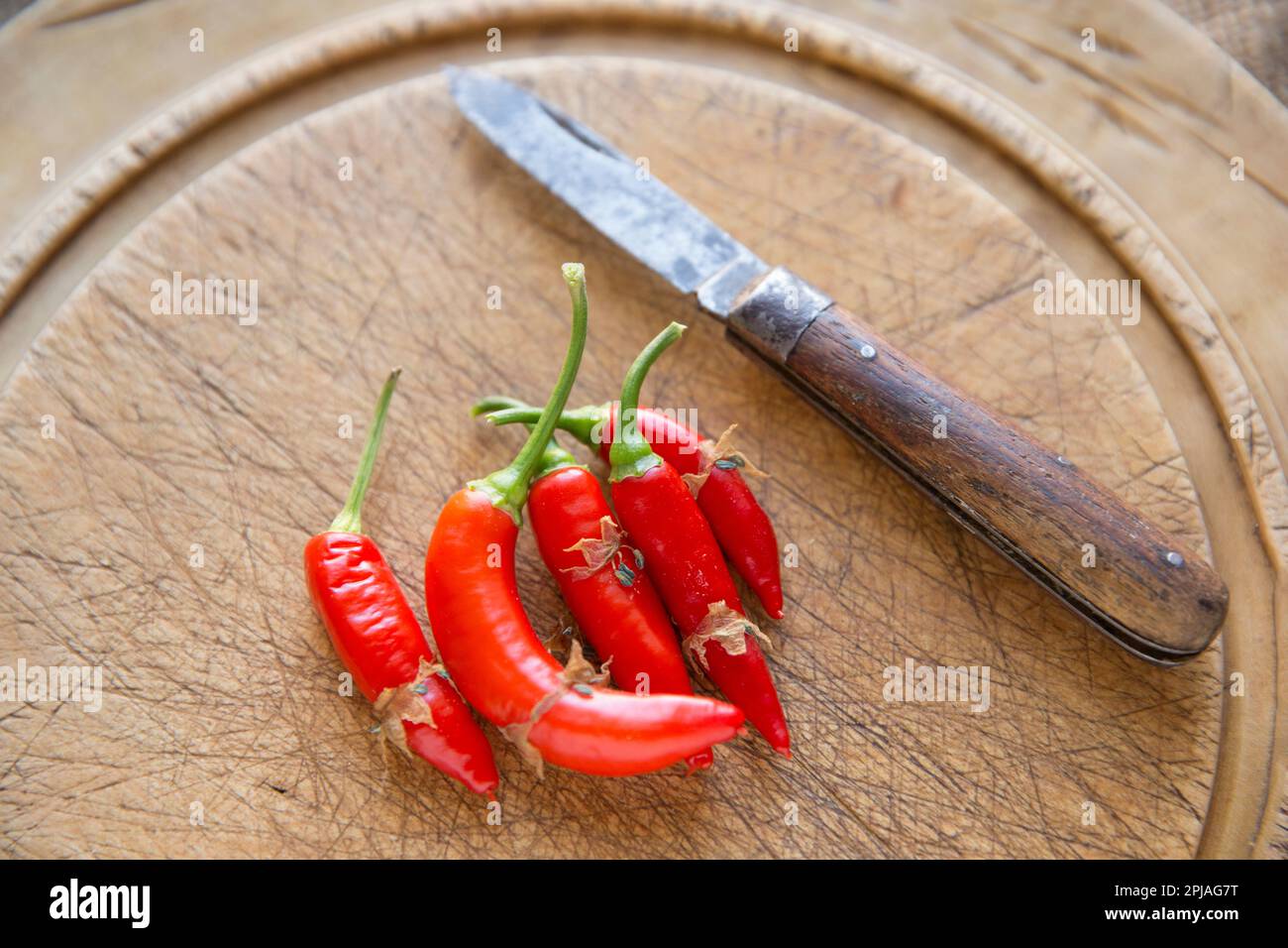 Home grown red chillies next to an old penknife resting on a wooden chopping board. England UK GB Stock Photo