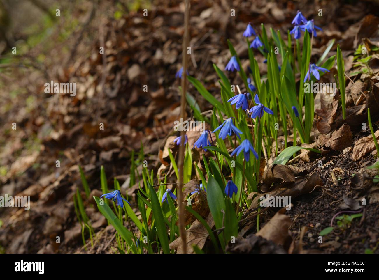Beautiful blooming chionodoxa forbesii flowers in spring season Stock Photo