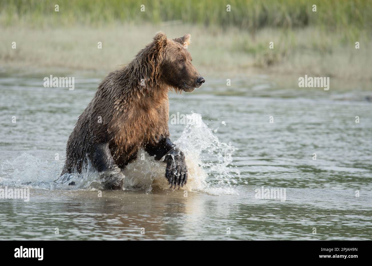 Brown bear running though the water in search of a meal during the salmon spawn in August in Alaska.  Lots of splashing water and energy. Stock Photo