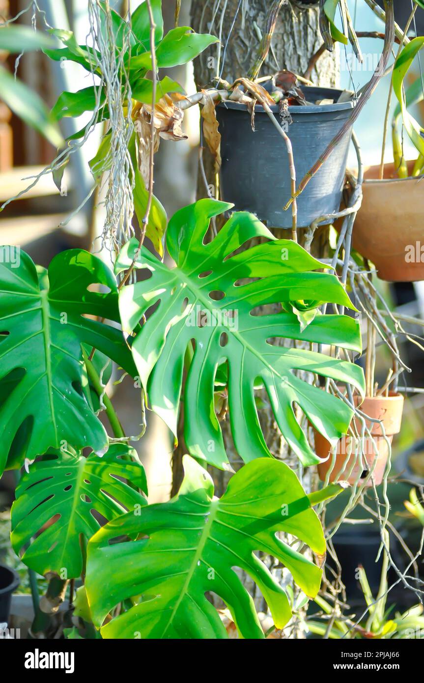 Monstera, Herricane plant or Swiss cheese plant in the garden Stock Photo