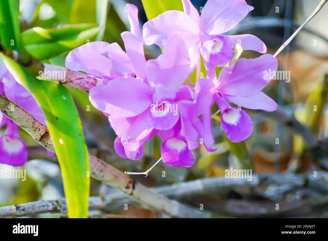 Guarianthe skinneri or chidaceae or purple orchid , cattleya skinneri flowers Stock Photo