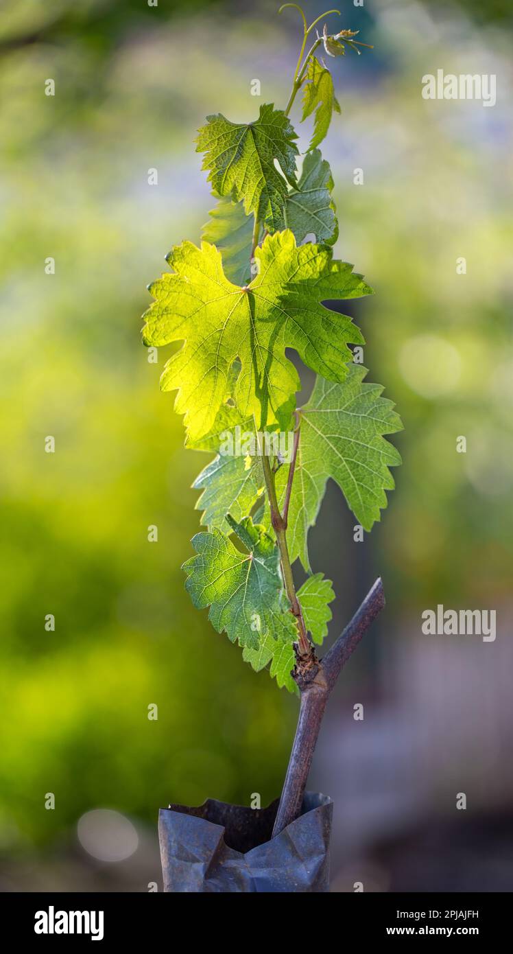 Planting material for the garden. A highquality grape seedling with a