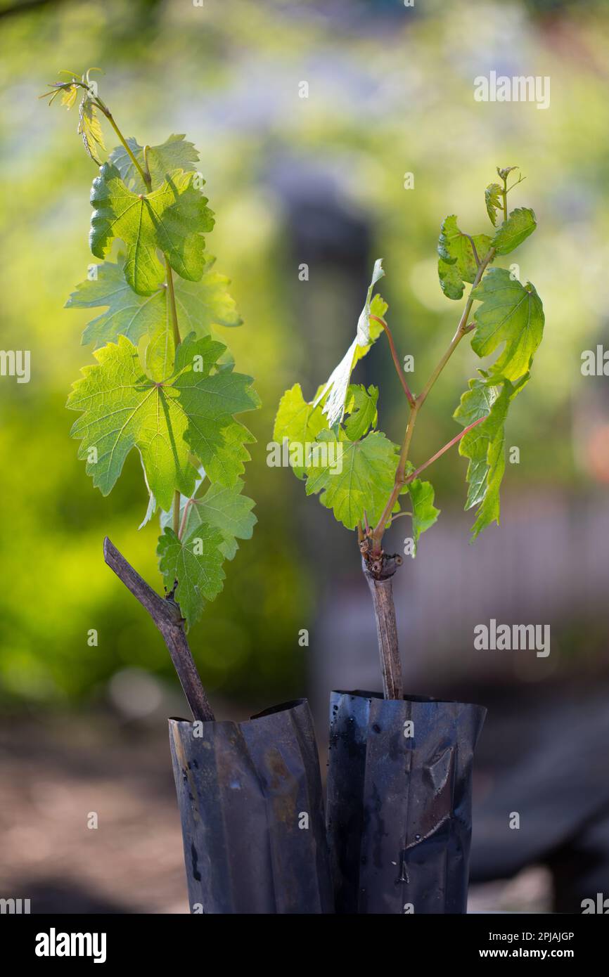 Young grape seedlings with an earthy clod on the root system. Highquality planting material in