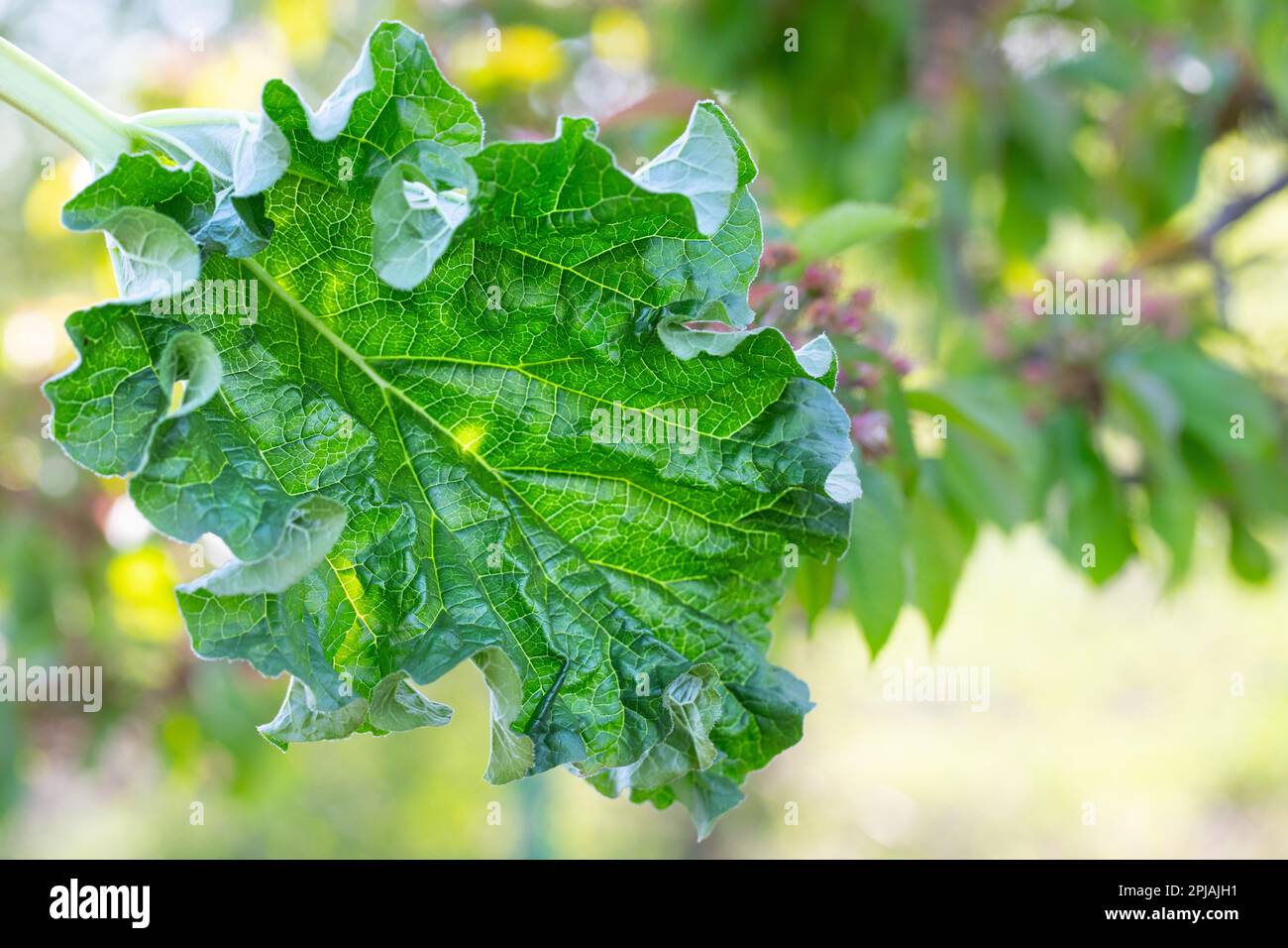 Rhubarb leaf, fresh and green. On a defocused natural background. Close-up, selective focus. Stock Photo