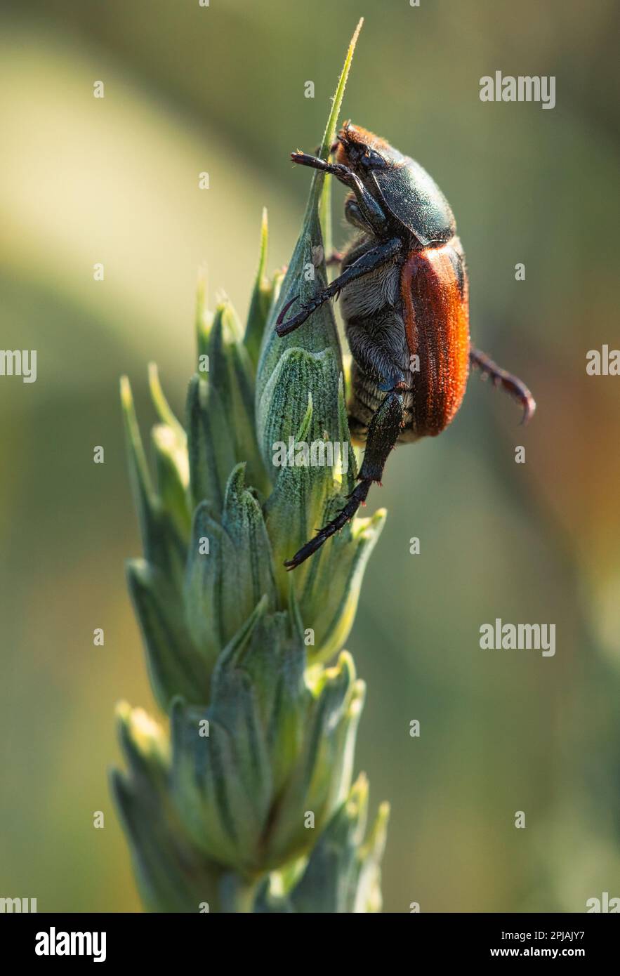 Explore the fascinating macro world with this close-up of Sitophilus granarius on a wheat stalk. The intricate detail and textures of the insect and t Stock Photo