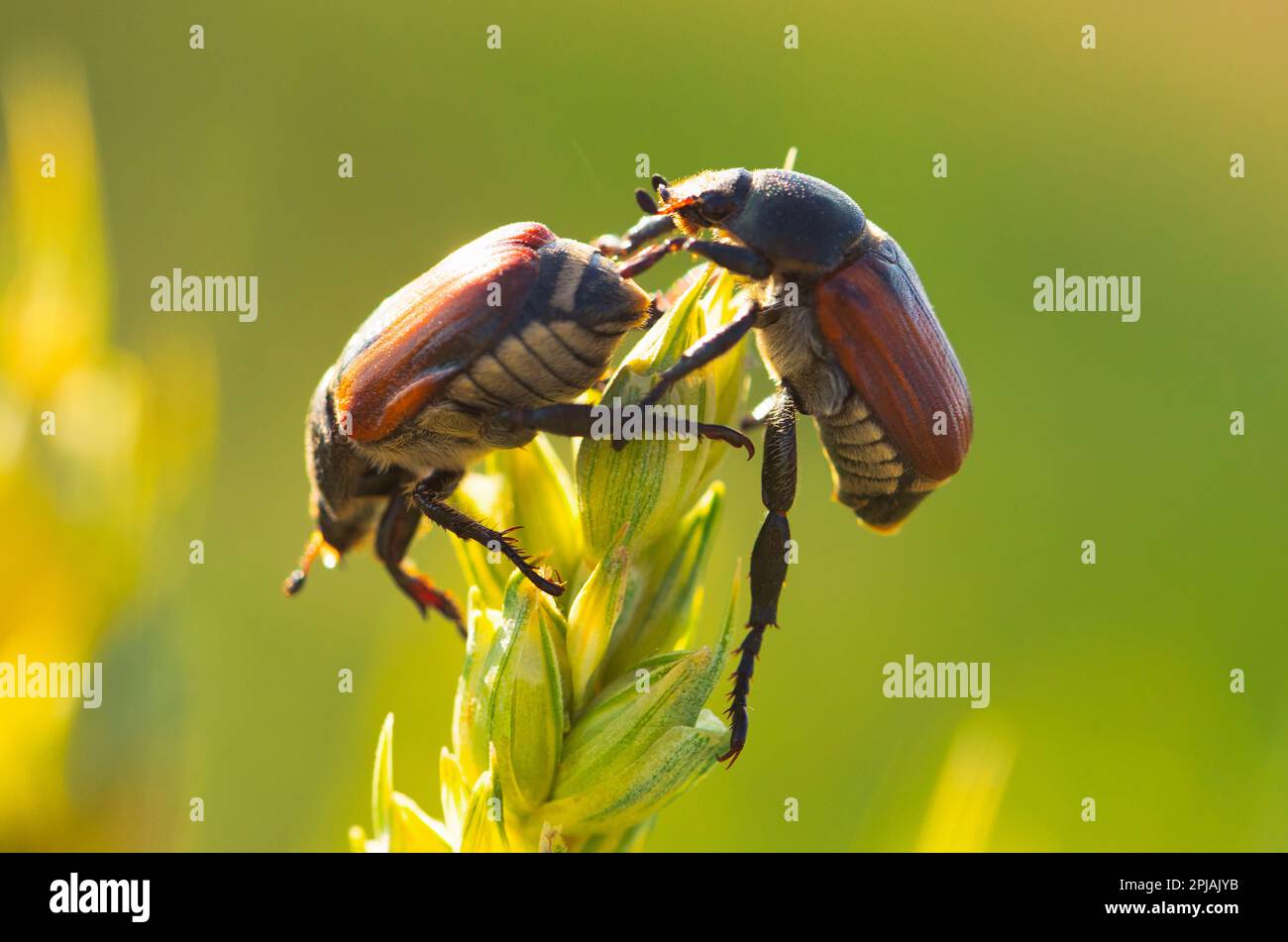 Sitophilus granarius is a common pest that causes damage to crops worldwide. This image illustrates the threat posed by the tiny insect to agricultura Stock Photo