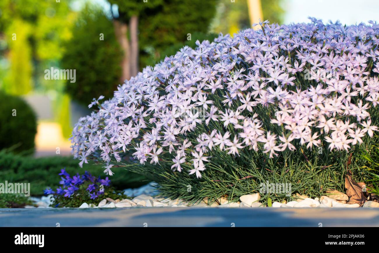 Phlox groundcover is a must-have for any landscape design. Its colorful blooms and low-growing habit make it an ideal choice for ground cover Stock Photo