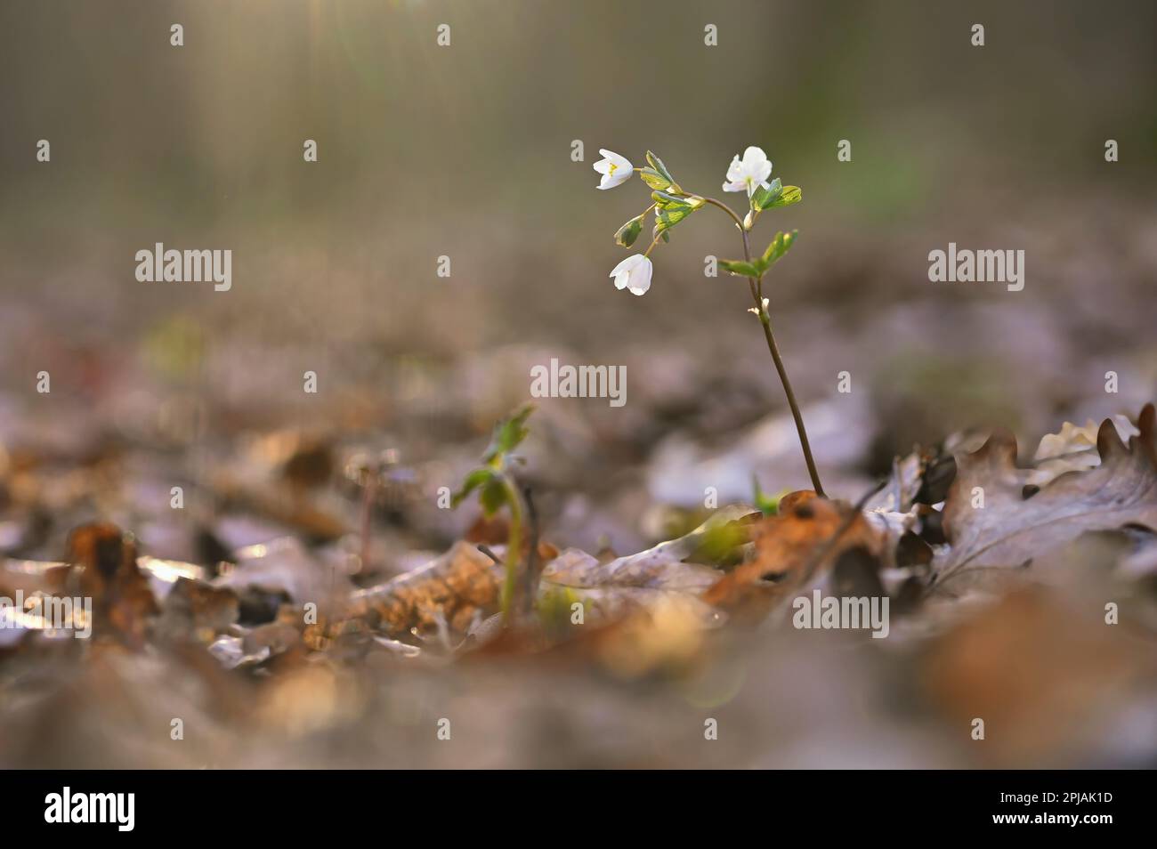 Spring background. Beautiful little white flowers in nature. Small plant in the forest (Isopyrum thalictroides) Stock Photo
