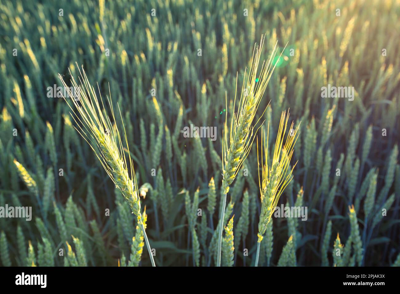 Experience the beauty of nature's renewal with this vibrant view of young wheat stalks bursting with life in the springtime. A reminder that every spr Stock Photo