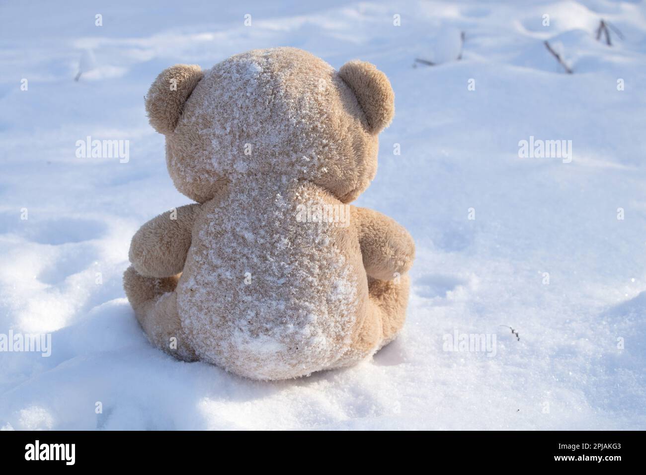 Brown bear on back snow hi-res stock photography and images - Alamy