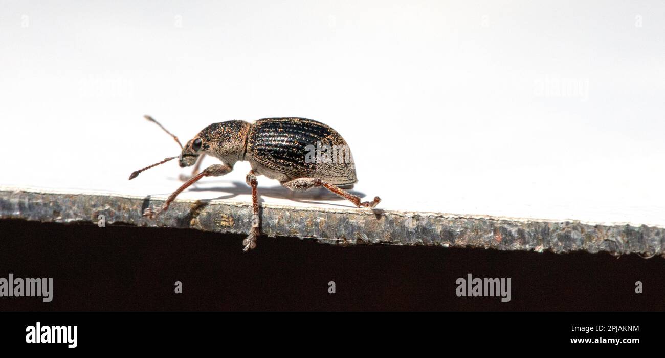 Anthonomus Pomorum beetle against a plain white background is perfect for adding a unique touch to your design project. Stock Photo