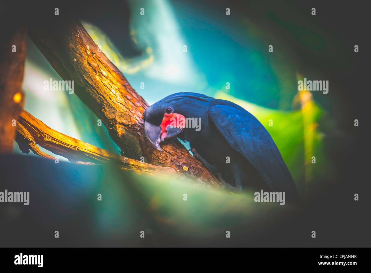 Palm Cockatoo Parrot Probosciger aterrimus in nature surrounding, the best photo. Stock Photo
