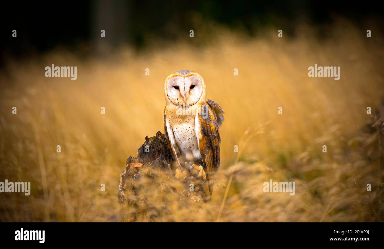A barn owl and Tyto alba sits and looks for food, the best photo. Stock Photo