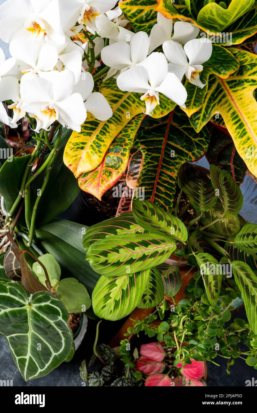 House plants arrangements Stock Photo - Alamy