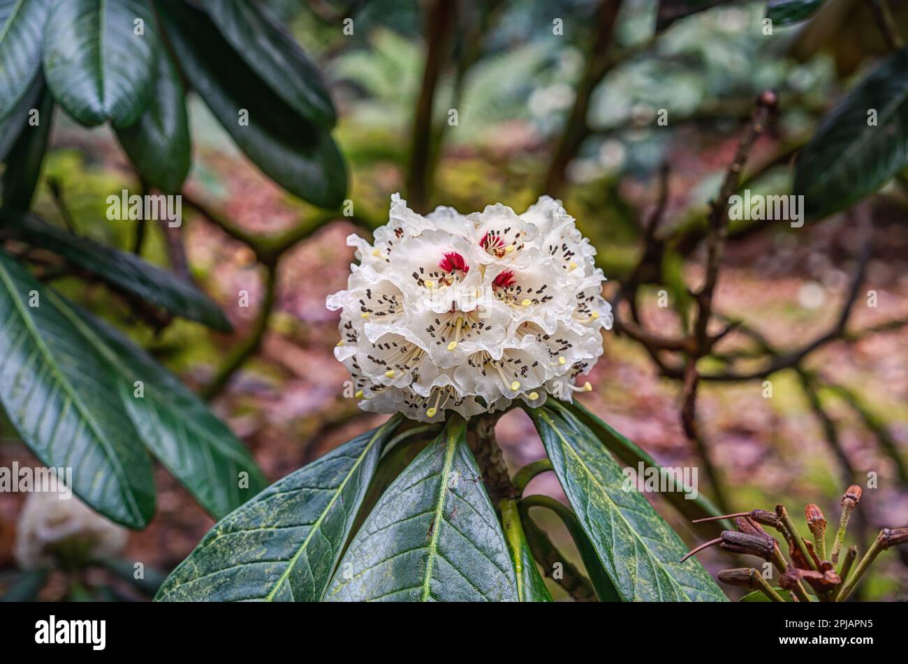 Beautiful white rhododendron head sharply rendered, full of detail ...