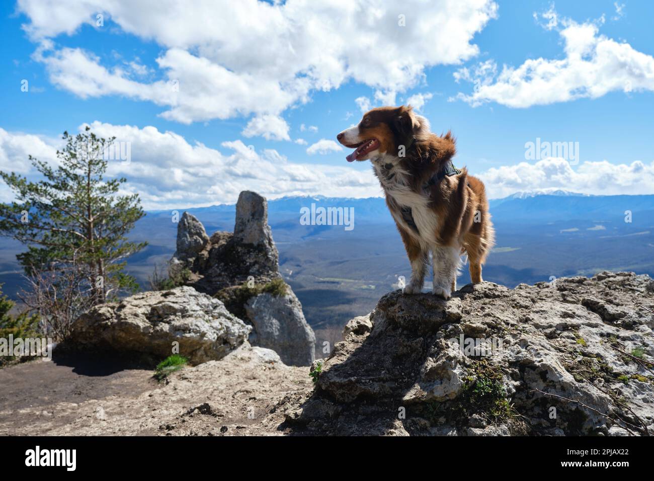 Australian shepherd hiking discount