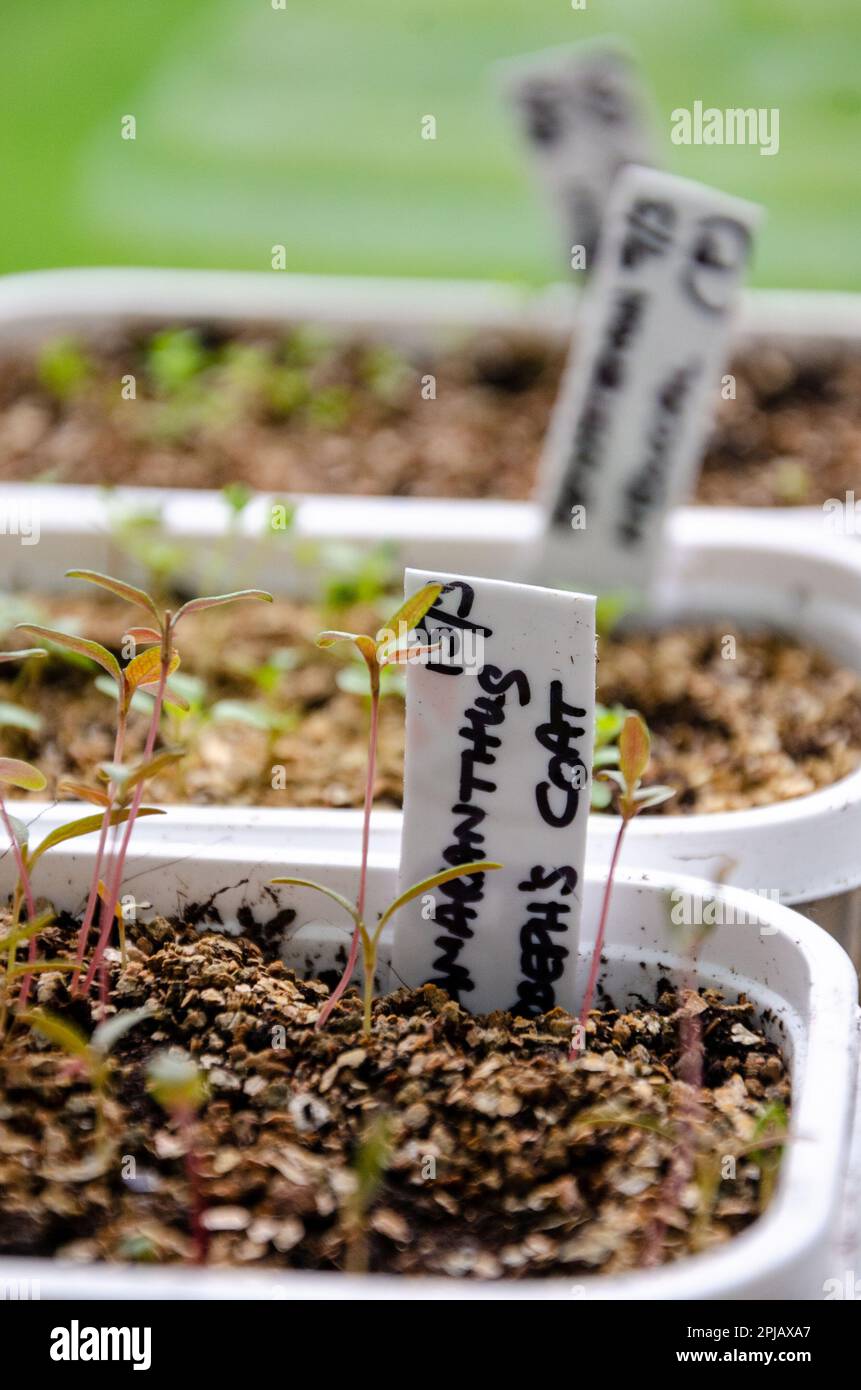 Seedlings growing on old plastic margarine tubs Stock Photo Alamy