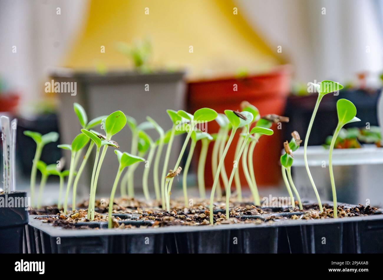 Seedlings growing in a seed tray Stock Photo Alamy