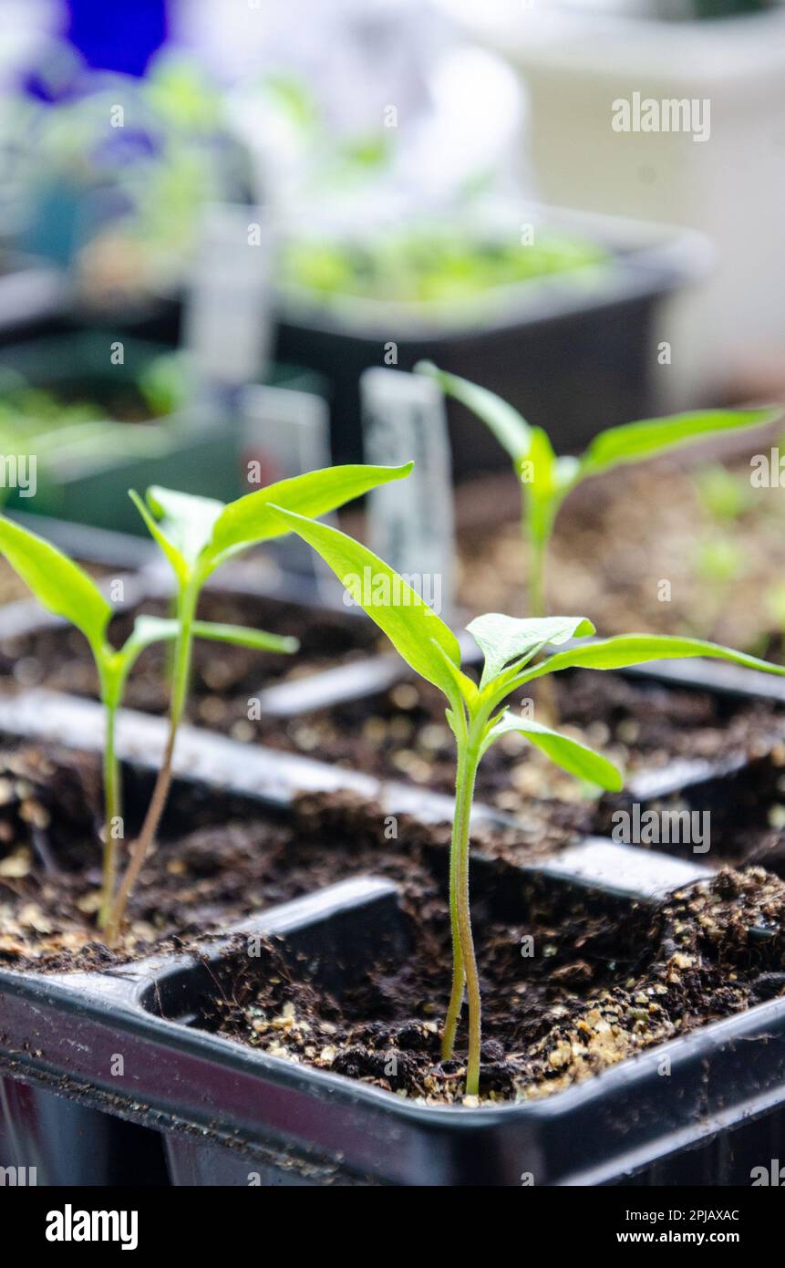 Seedlings growing in a seed tray Stock Photo Alamy