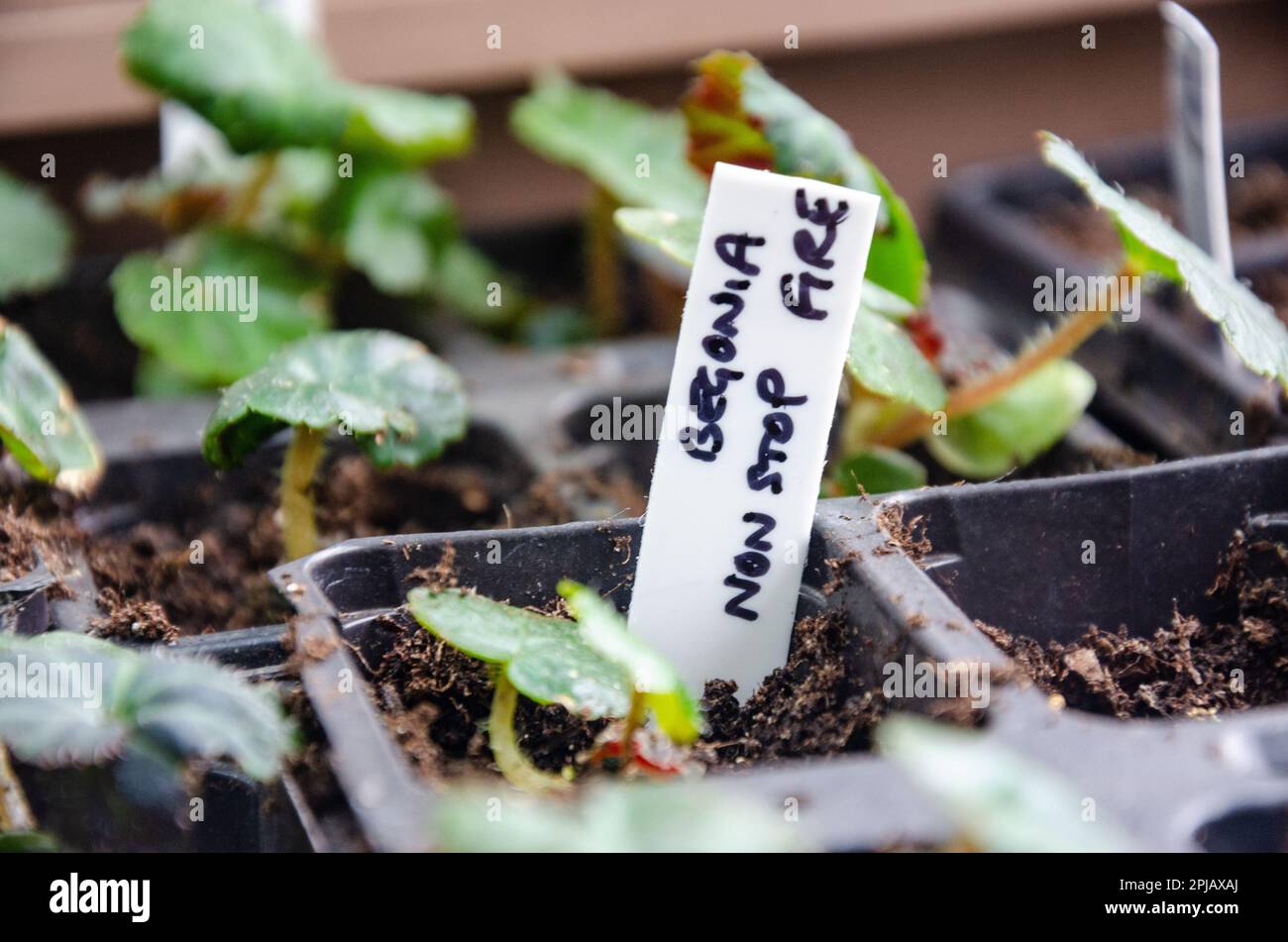 Close up view of begonia seedlings growing in a seed tray with plastic labels made from old margarine tubs. Stock Photo