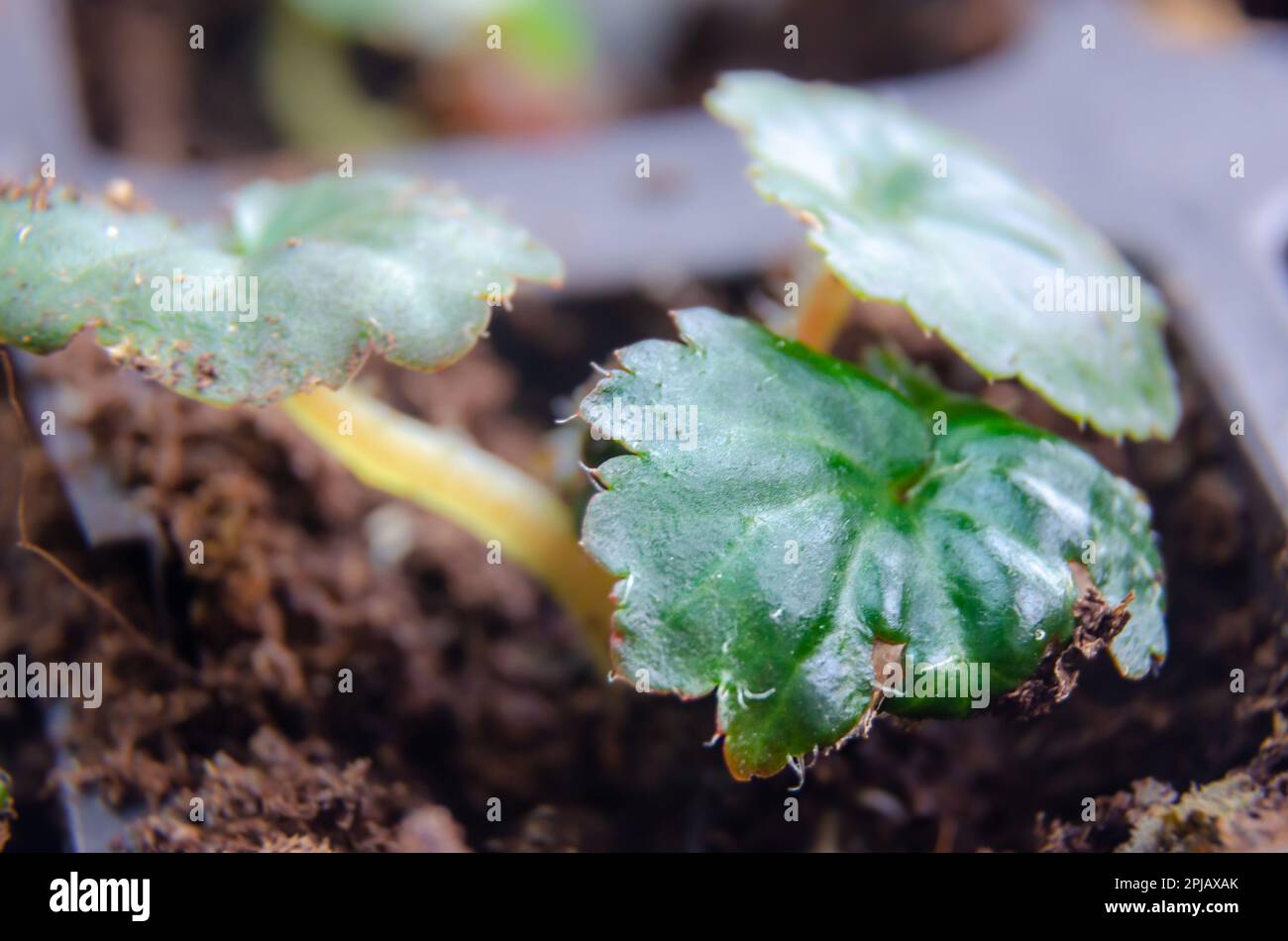 Close up view of begonia seedlings growing in a seed tray Stock Photo