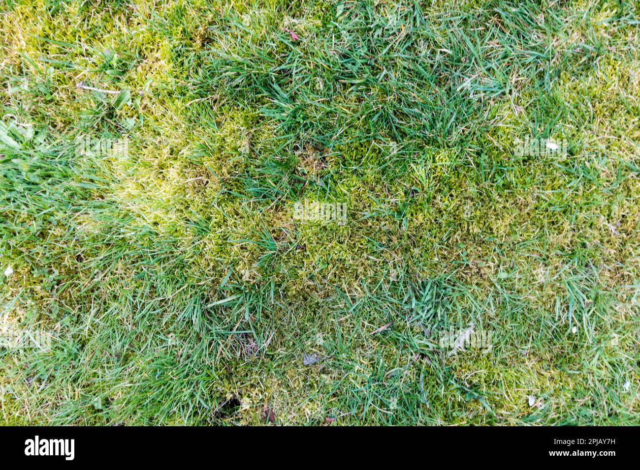 Stand of Moss on Lawn Stock Photo - Alamy