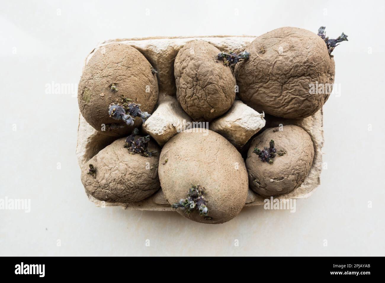 Top down view of potato chitting or sprouting in egg box indoor Stock Photo