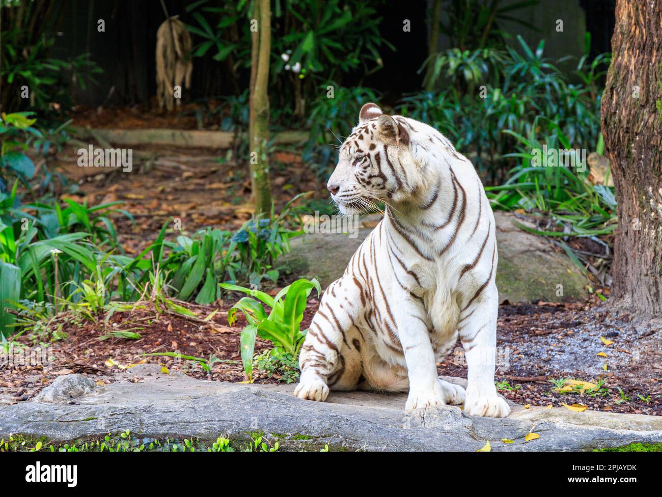 'Keysa', a white bengal tiger at Singapore Zoo Stock Photo