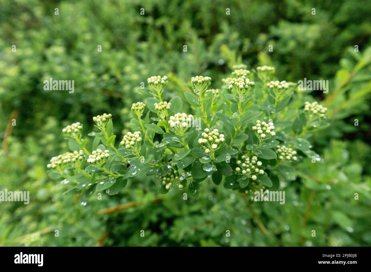 A close up of a plant with small white flowers Stock Photo