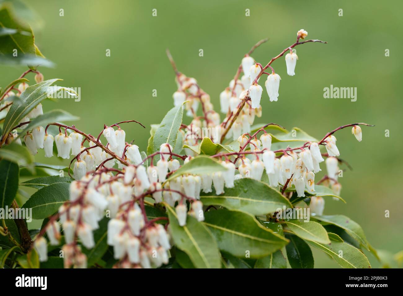 Bell-shaped flowers of a pieris japonica plant in early Spring. Stock Photo