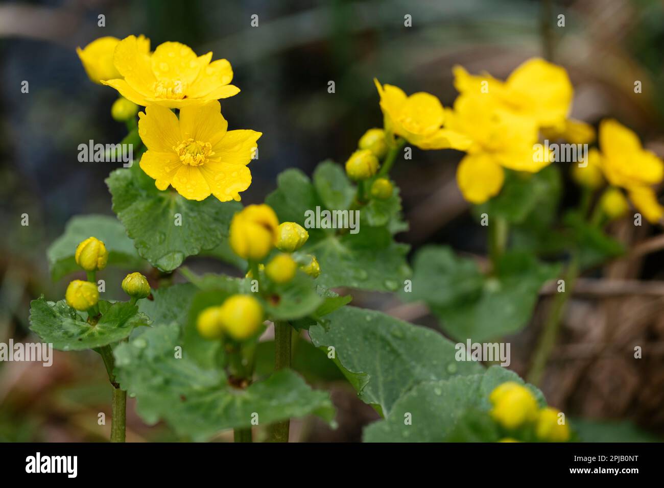 Yellow Marsh Marigold blooming in early spring Stock Photo