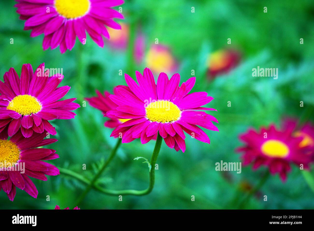 Yellow center flowers hi-res stock photography and images - Alamy