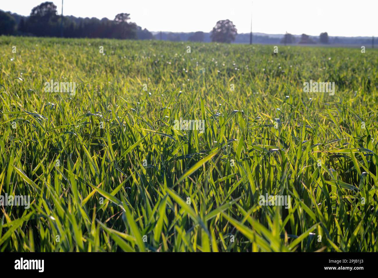 A field of green grass with the sun shining on it Stock Photo - Alamy