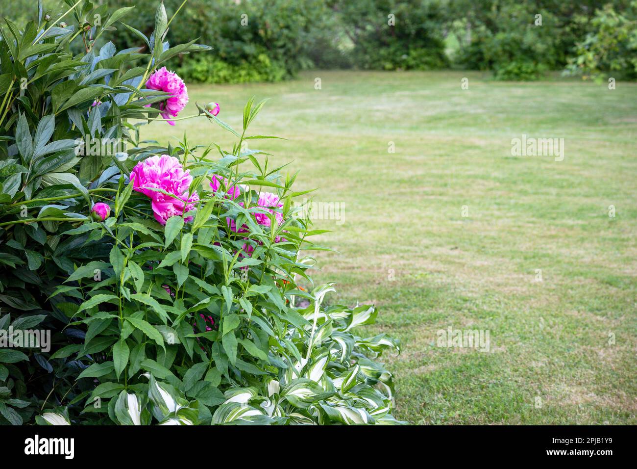 A bunch of pink peonies in a garden Stock Photo - Alamy