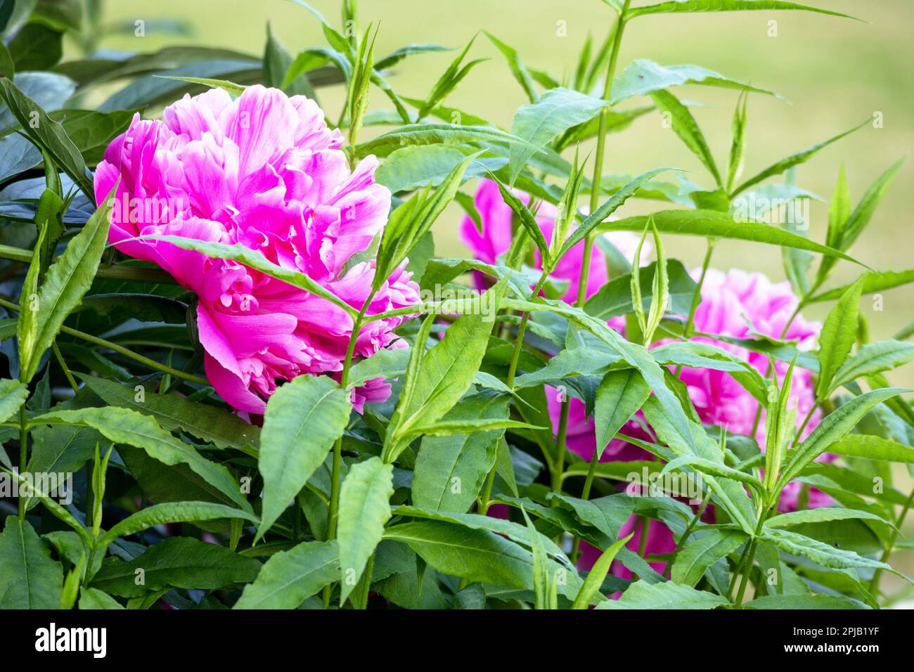 A bunch of pink peonies in a garden Stock Photo - Alamy