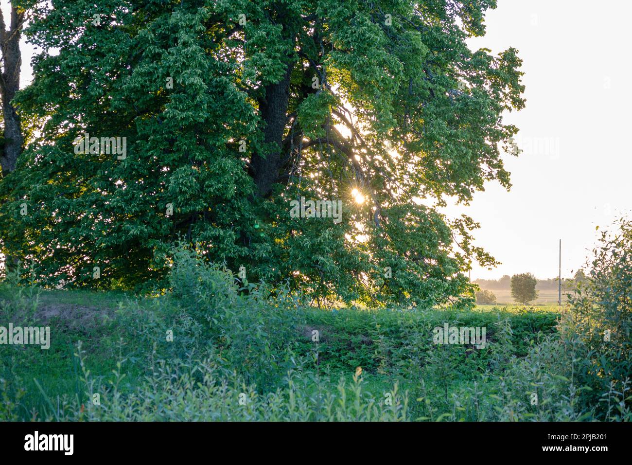 Summer leafy trees sun hi-res stock photography and images - Alamy