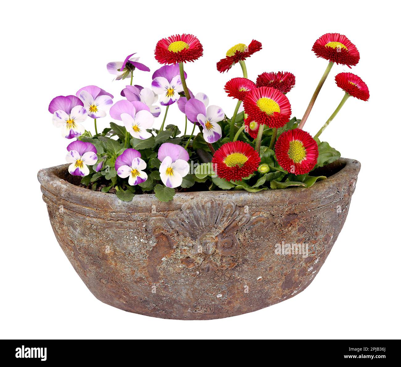 Red daisies and small pansies planted in vintage pot, isolated background Stock Photo