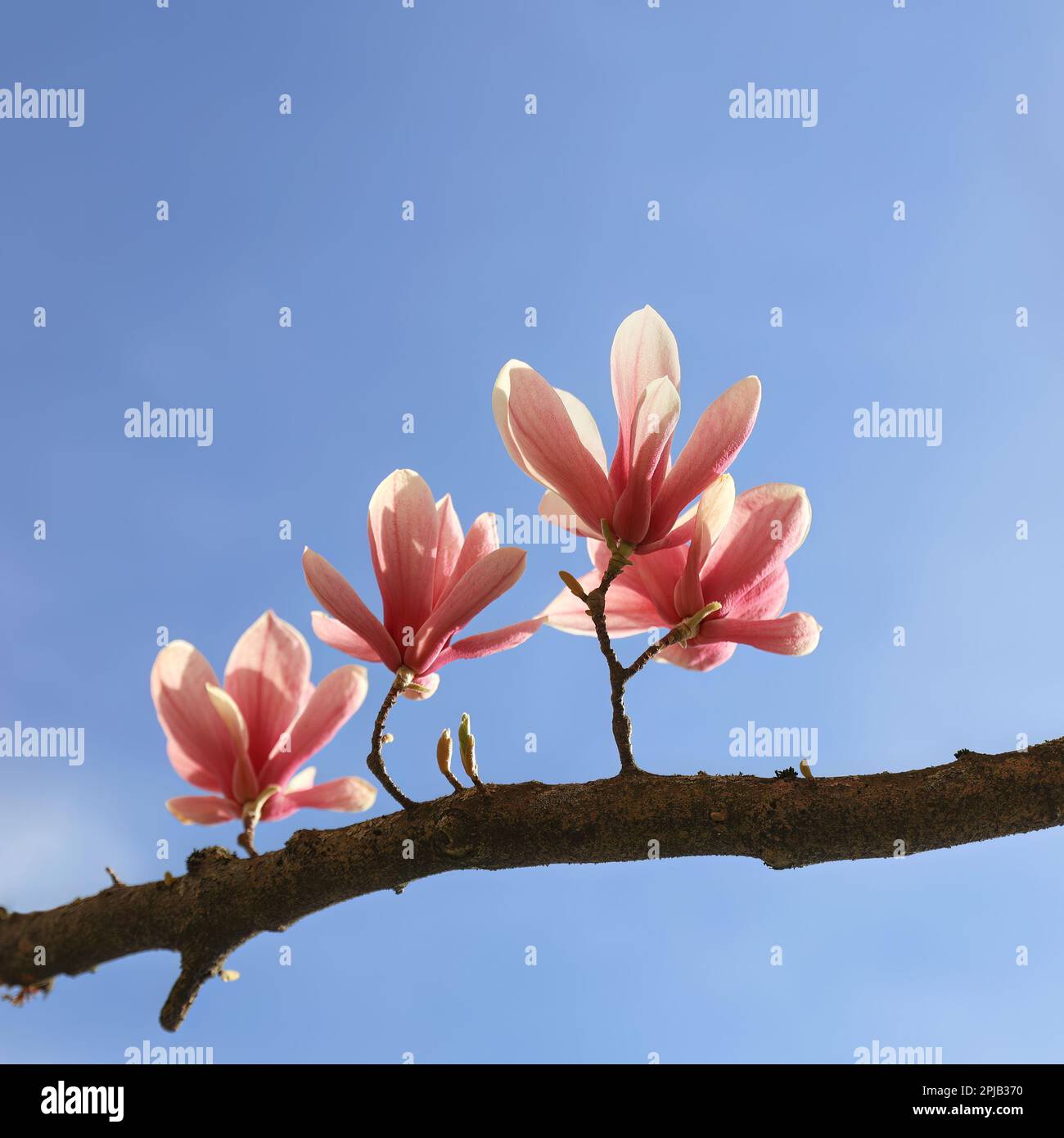 Magnolia blossoms in the spring Stock