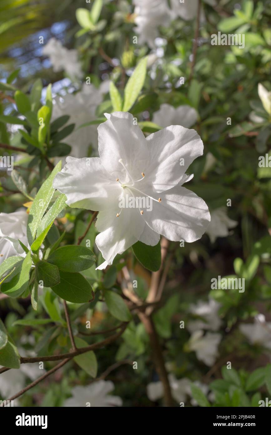 Red adenium blooms hi-res stock photography and images - Alamy