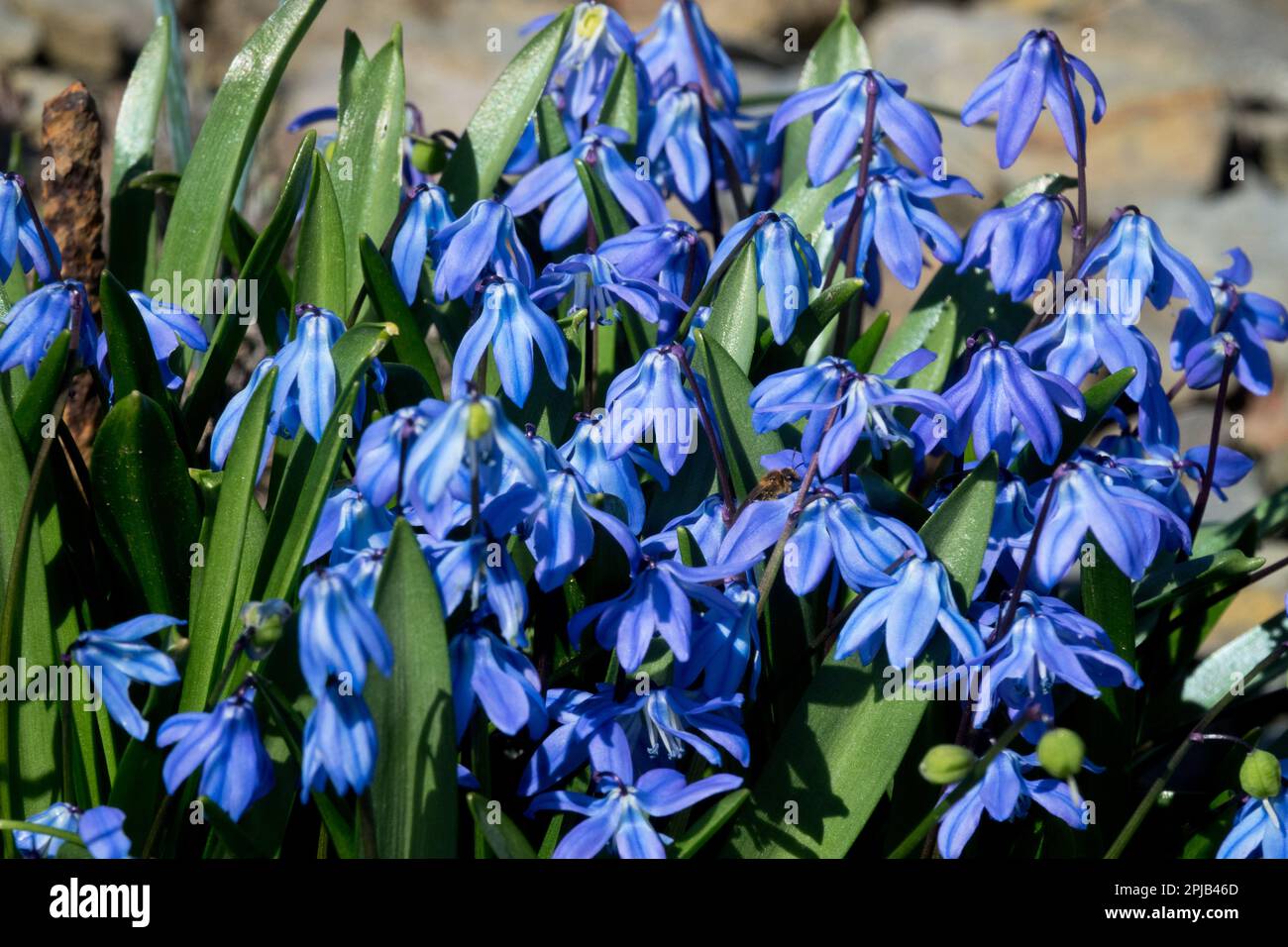 Scilla siberica, Siberian Squill, Early spring, Plant Stock Photo