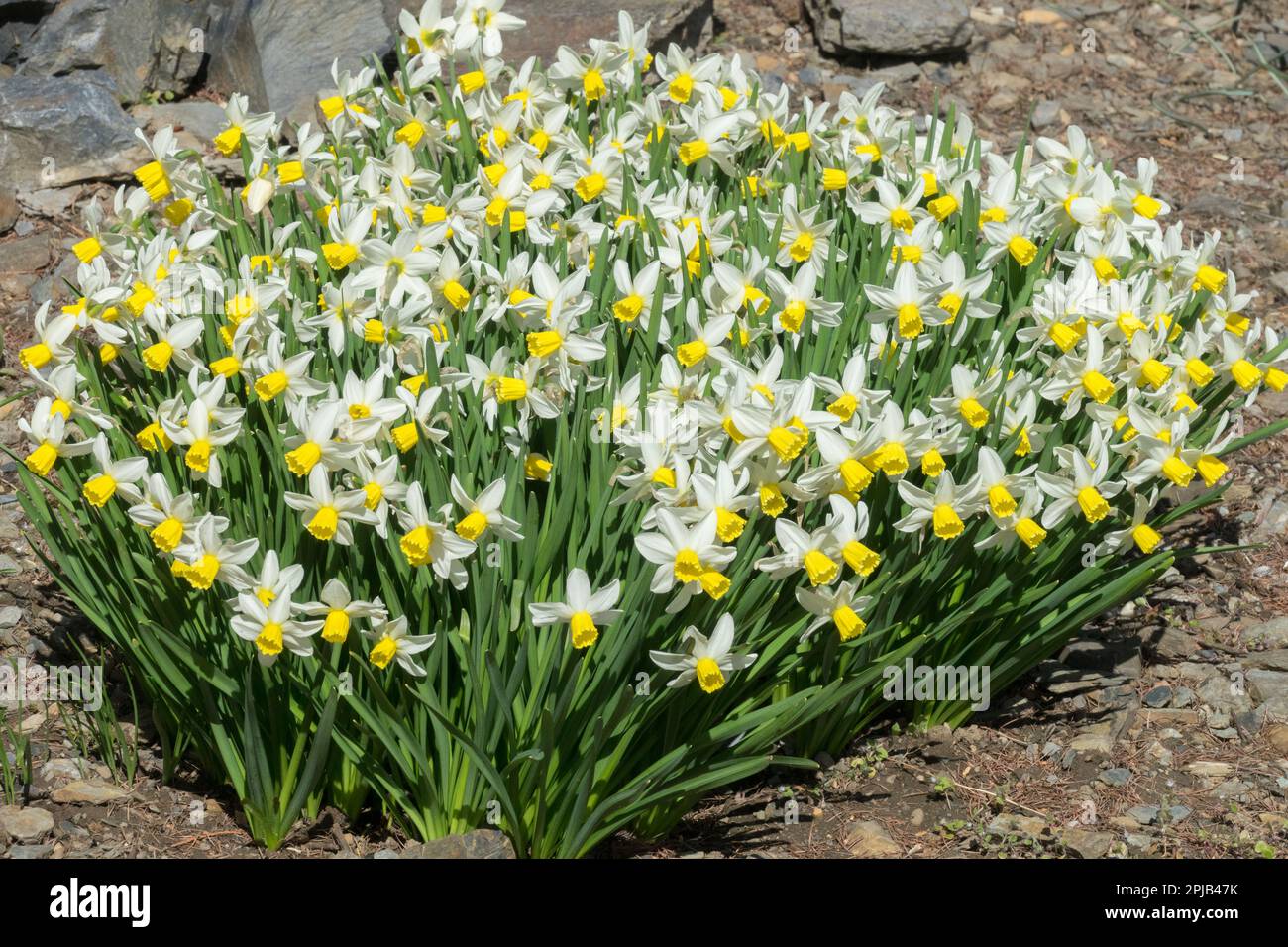 Clumps of Daffodils Narcissus, Group Blooming, Plants, White Yellow, Flowers Daffodil 'Golden Echo' Stock Photo