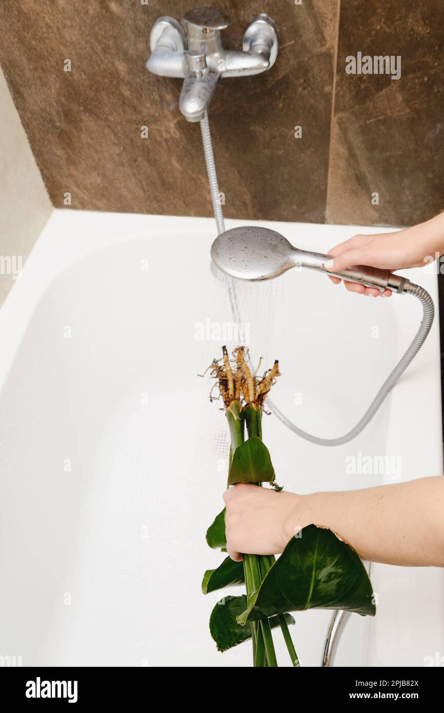 A woman gardener washes the soil from the roots of a houseplant in a