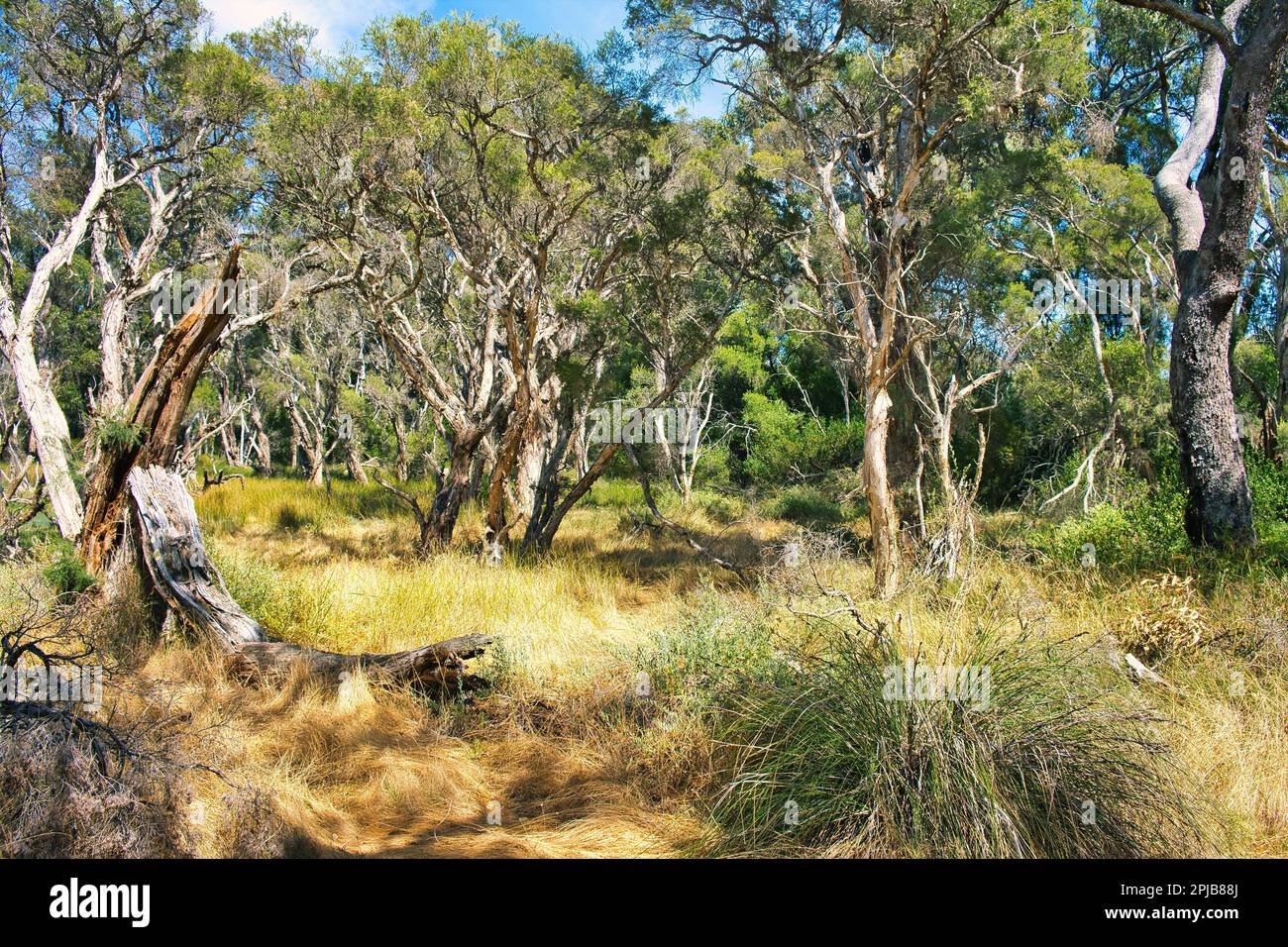 Forest with swamp paperbarks (Melaleuca ericifolia) and an undergrowth of grasses in Leschenault Peninsula near Australind, Western Australia Stock Photo