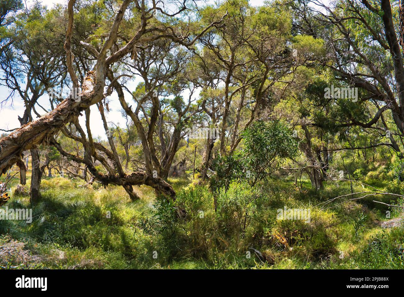 Forest with swamp paperbarks (Melaleuca ericifolia) and an undergrowth of grasses in Leschenault Peninsula near Australind, Western Australia Stock Photo