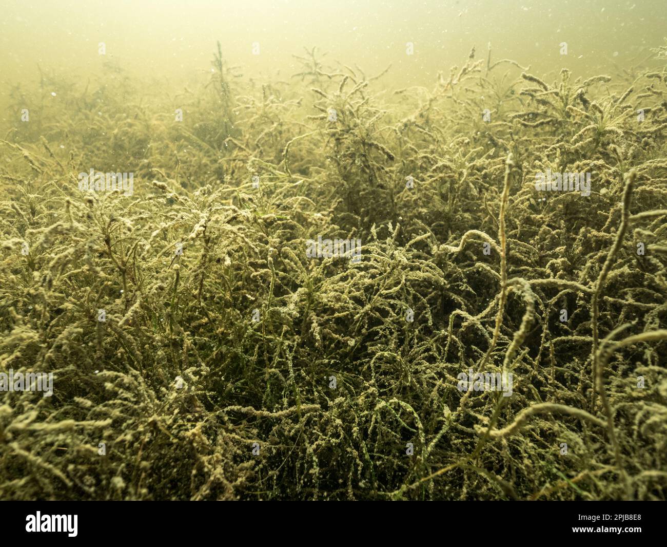 Najas tenuissima aquatic plant underwater in eutrophic lake Stock Photo