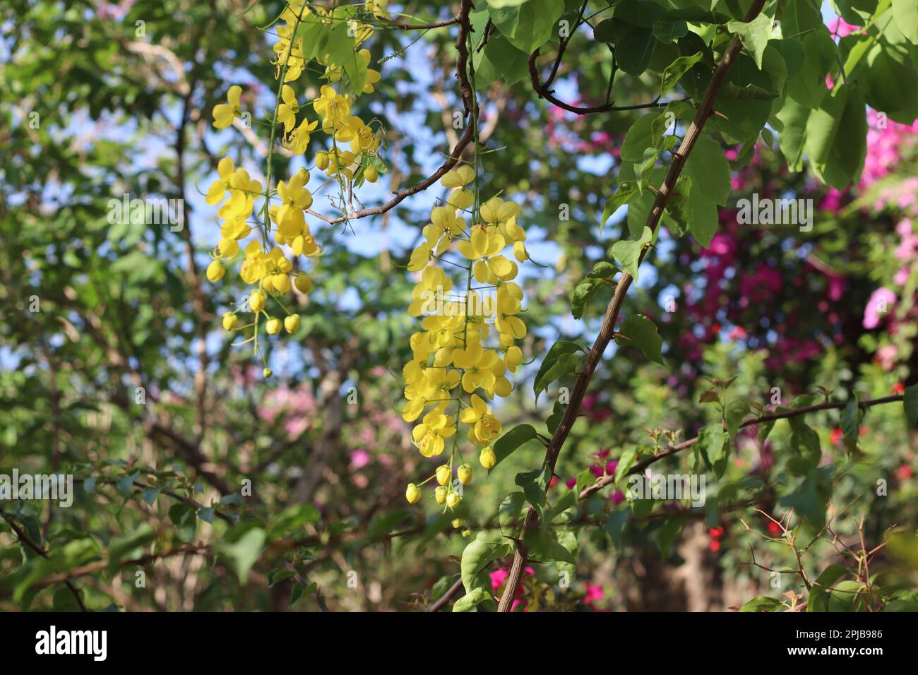 Blossomed golden shower tree or Kanikonna in Malayalam. The flowers are of ritual importance in the Vishu festival and it’s the state flower. It is al Stock Photo