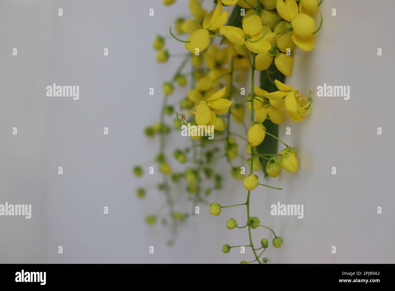 Cassia fistula flower, also known as the golden shower or indian laburnum. It is called konna poovu in Malayalam. The flowers are of ritual importance Stock Photo