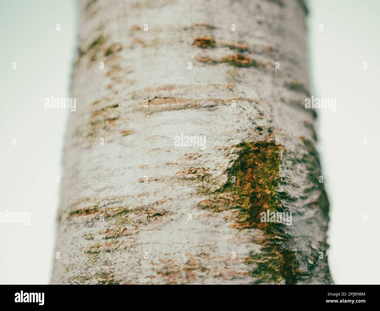 Abstract Landscape Detail of Silver Birch Tree, Balmore Walk, Caversham, Reading, Berkshire, England, UK, GB. Stock Photo