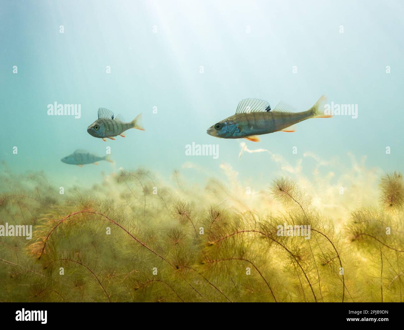 European perch swimming over alternate water-milfoil aquatic plants Stock Photo