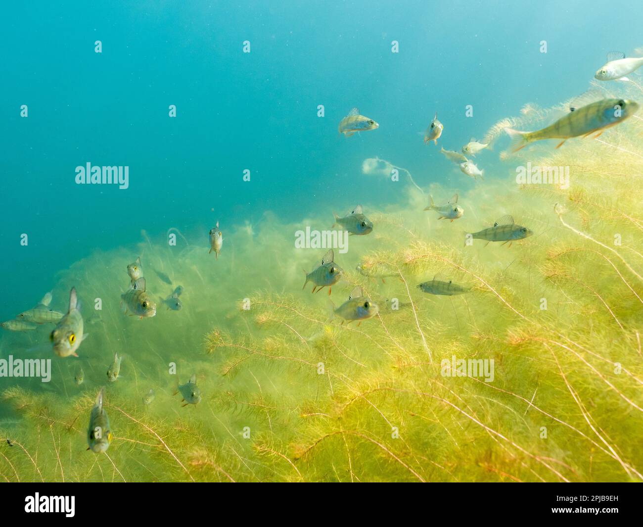 European perch swimming by alternate water-milfoil aquatic plant underwater vegetation Stock Photo